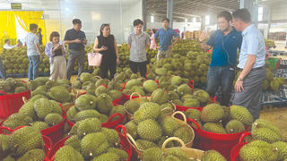 Từ ‘cơn sốt’ sầu riêng