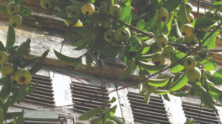 Lãng đãng với mùa thu