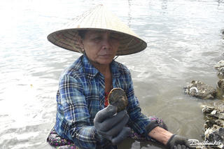 Nhọc nhằn nghề 'đục đá tìm hàu' ven sông Trường Giang