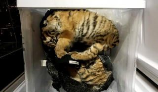 Khởi tố 2 đối tượng tàng trữ nhiều cá thể hổ đã chết