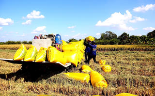 Liên kết để ổn định thị trường lúa gạo