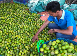 Nông dân hối hả thu hoạch vụ chanh cuối năm