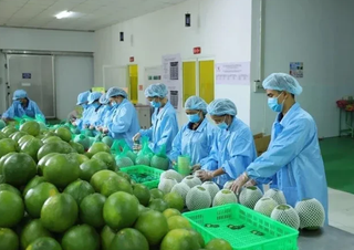 Xuất khẩu rau quả: Tận dụng dư địa tại các thị trường tiềm năng