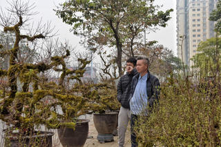 Hà Nội: Nhất chi mai xuống phố hút khách dịp cận Tết