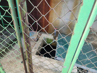 Điều tra vụ bé trai 4 tuổi tử vong trong bể chứa nước trường học