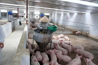Không lo thiếu nguồn cung thịt lợn dịp Tết