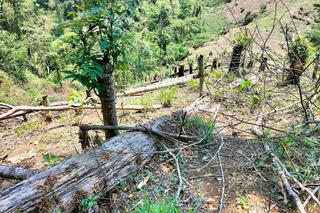 Hà Tĩnh: Xử phạt người đàn ông phá hoại hơn 1.800m2 rừng tự nhiên