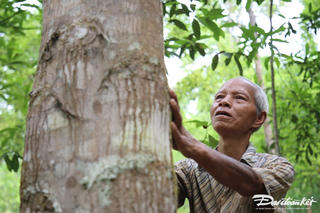 Quảng Nam: Phát triển trồng rừng gỗ lớn