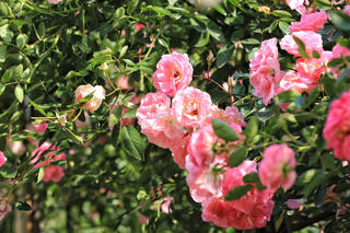 Hà Nội: Ngắm hơn 10.000 cây hoa hồng ngoại đua nhau khoe sắc rực rỡ