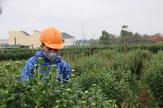 Người dân An Lạc ‘đội mưa’ tất bật chăm sóc hoa Tết