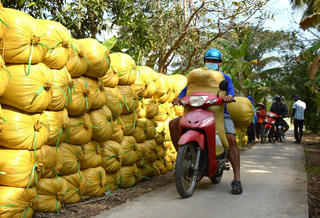 Nông dân lao đao vì hạn mặn