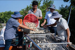 Chứng chỉ quốc tế về phát triển bền vững: 'Giấy thông hành' cho hàng nông sản
