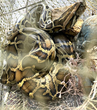 Hà Tĩnh: Phát hiện động vật hoang dã quý hiếm mắc vào lưới