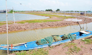 Giá lao dốc, người nuôi tôm ngậm ngùi 'treo ao'