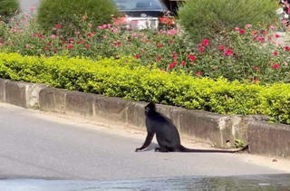 Quảng Bình: Voọc đen gáy trắng bất ngờ tấn công người đi đường