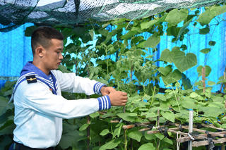 Vườn rau ở Trường Sa