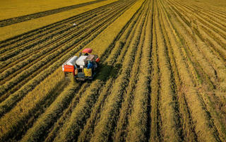 Tính đường dài cho lúa gạo