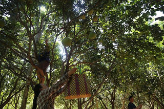 [ẢNH] Đặc sản ‘tiến vua’ được mùa, được giá người nông dân phấn khởi