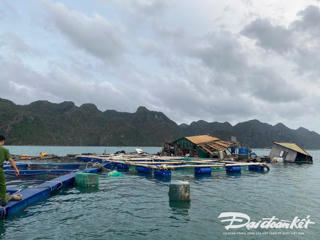 Quảng Ninh: Vựa thủy sản Vân Đồn thiệt hại hơn 2 nghìn tỷ đồng