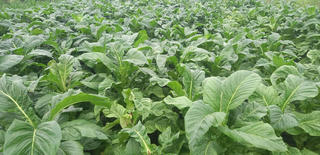 Thuốc lá và nỗi lô ô nhiễm