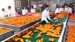 Ngành rau củ quả: Tìm cách chinh phục thị trường lớn