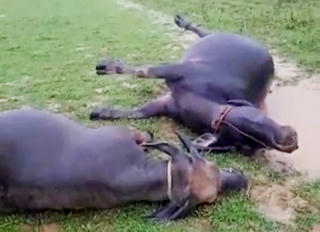 Sét đánh chết 2 con trâu của một gia đình nghèo ở Hà Tĩnh