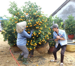 Quảng Nam: Làng quất Hội An nhộn nhịp vào mùa Tết