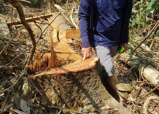 Vụ phá rừng ở Huế: Nhiều cán bộ thuộc trạm quản lý bảo vệ rừng bị kỷ luật