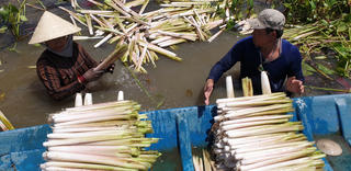 Thu hoạch đặc sản trời cho chỉ có ở miền Tây