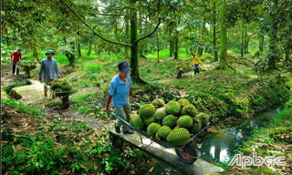 Hạn chế tăng trưởng nóng diện tích sầu riêng