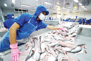 Cá tra xuất khẩu rộng đường bơi