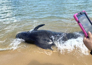 Quảng Ngãi: Cá Ông nặng hơn 300 kg bị mắc cạn trên bờ biển 