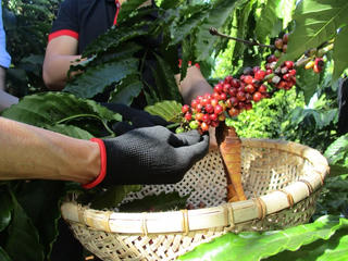 Cà phê thiết lập kỷ lục giá mới