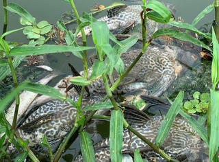 Quảng Ngãi: Cá chết bốc mùi hôi thối nổi trên sông Bàu Giang 