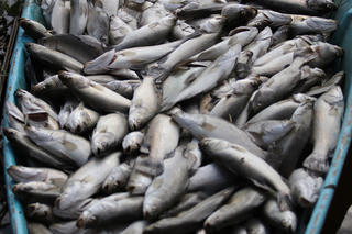 Xác định nguyên nhân khiến 50 tấn cá nuôi lồng bè ở Hà Tĩnh chết đột ngột