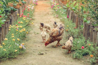 Bỏ phố về quê