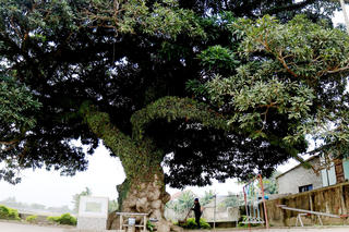 Cận cảnh cây cổ thụ hơn 400 năm tuổi ở Hà Tĩnh