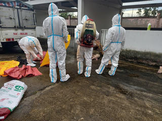 Bạc Liêu: Tiêu hủy 70 con heo giống vận chuyện trái phép bị dịch tả lợn châu Phi