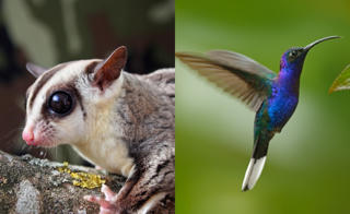 Những loài động vật có thể thụ phấn