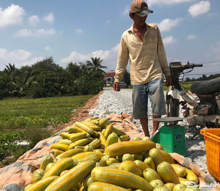 Nông dân Tây Nam Bộ tất bật thu hoạch dưa gang cuối năm