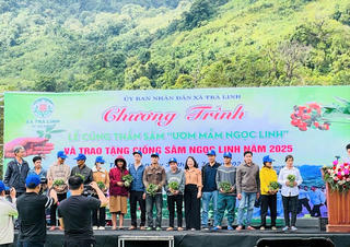 TP Đà Nẵng: Trao hơn 7.000 cây sâm Ngọc Linh giống cho hộ nghèo