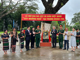 Đắk Nông: Nhiều cây gỗ quý được công nhận Cây di sản Việt Nam