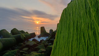 Quảng Ngãi: Rêu xanh ở bờ biển Cửa Đại khiến du khách ngẩn ngơ