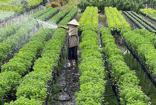 Khởi động mùa trồng hoa Tết