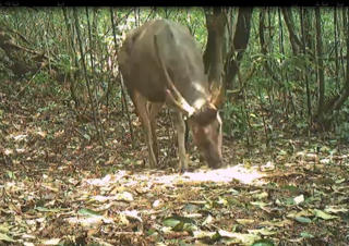 Phát hiện nhiều động vật cực kỳ quý hiếm tại Vườn Quốc gia Vũ Quang