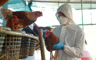 Cúm A/H5N1 có thể lây từ người sang người?