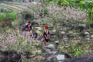 Sắc xuân vùng cao Bình Liêu