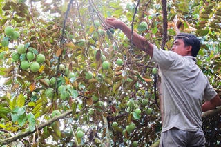 Thay đổi tư duy làm nông nghiệp