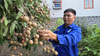 Mùa này nhãn có ngọt thơm