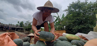 Tìm đầu ra ổn định cho dưa hấu
